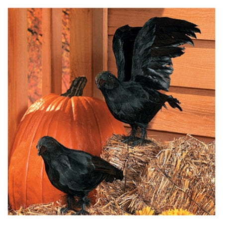 Crow - Black Feathered