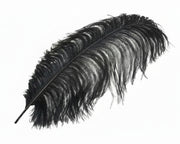 Ostrich Plume 19 in.