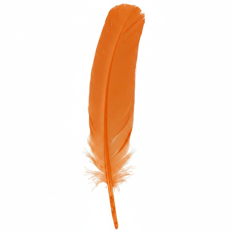 Turkey Quill Feather