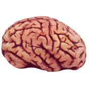 Human Brain Prop