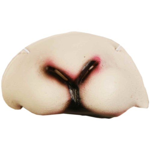 Sheep Animal Nose