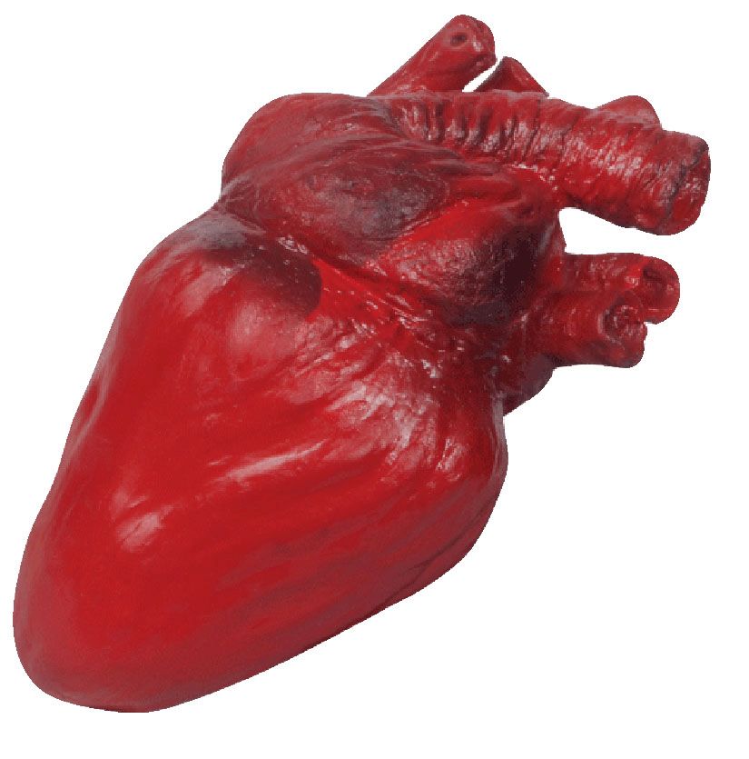 Heart Prop