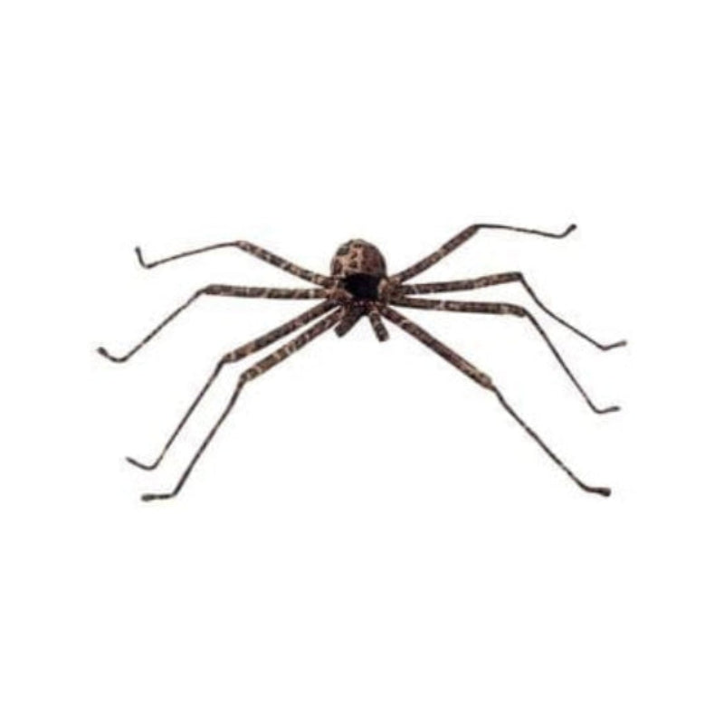 Spider 25" Brown 
