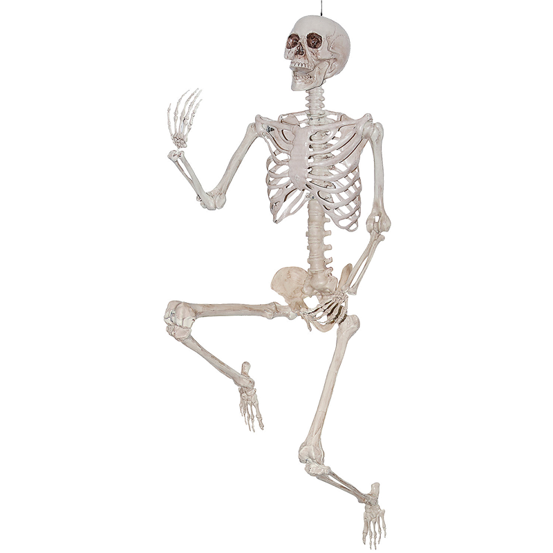 Poseable Skeleton Halloween Decoration 6 1/2 Feet Tall