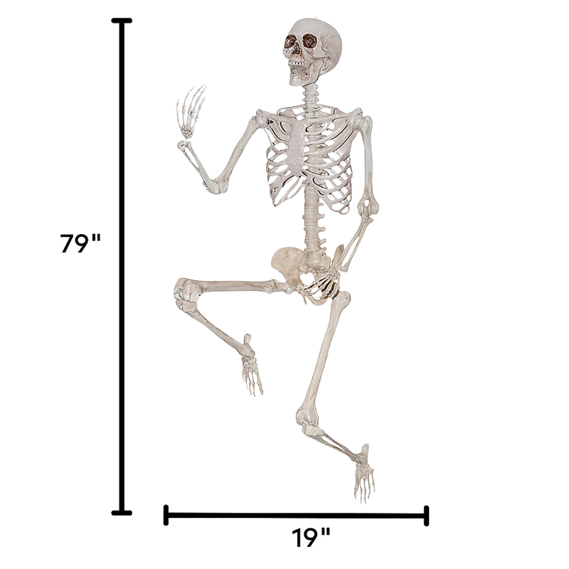 Poseable Skeleton Halloween Decoration 6 1/2 Feet Tall